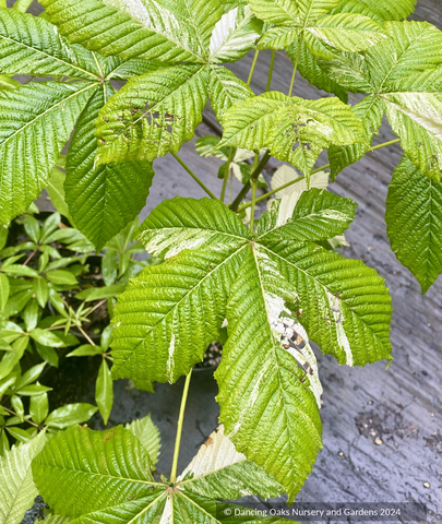 Trees ~ Aesculus hippocastenum 'Variegata', Variegated European Horse Chestnut ~ Dancing Oaks Nursery and Gardens ~ Retail Nursery ~ Mail Order Nursery
