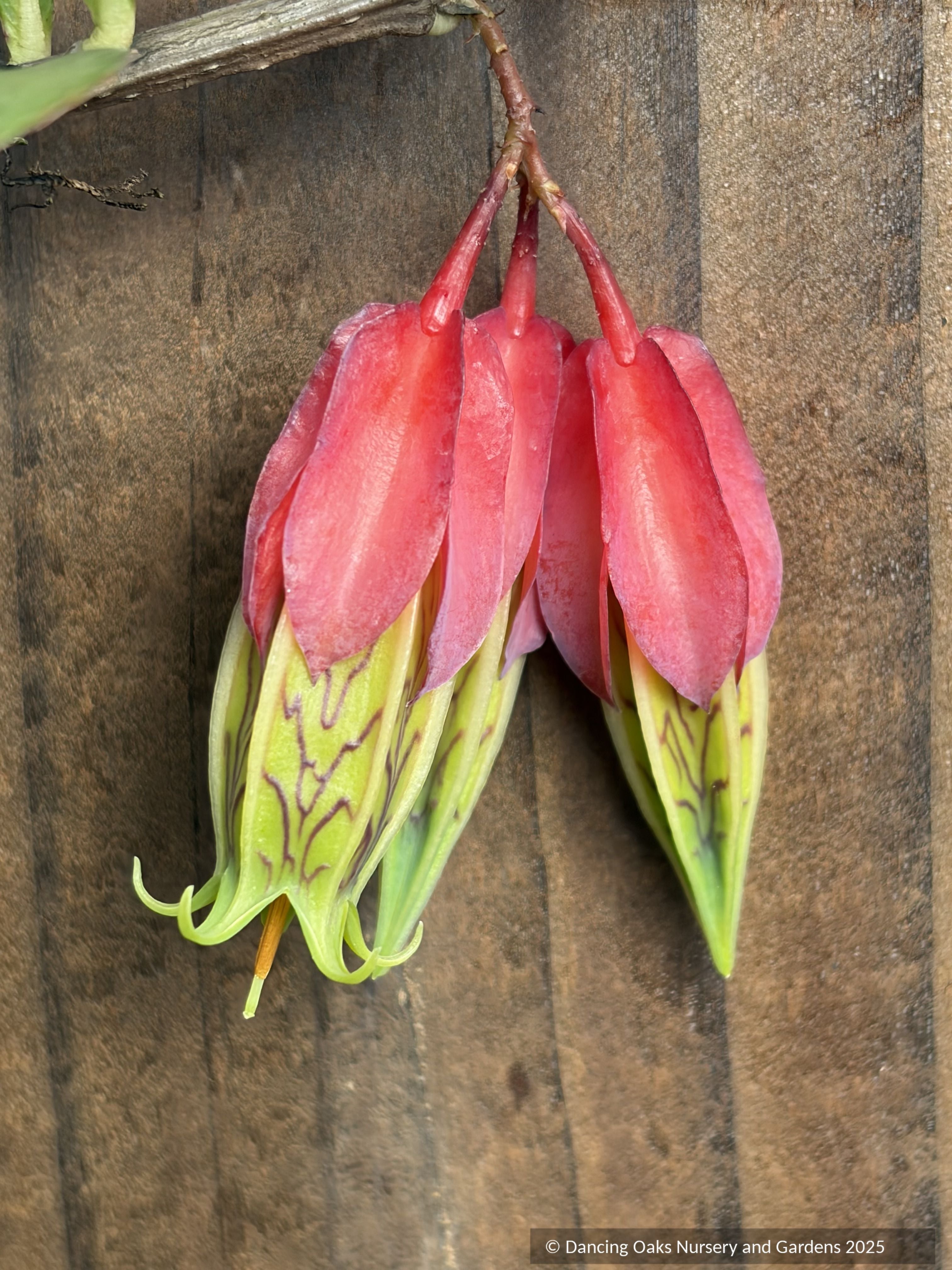 Agapetes species AP2018-96, Himalayan Lanterns – Dancing Oaks