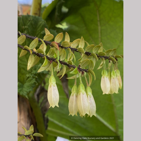 Shrubs ~ Agapetes 'Nepal Cream' ~ Dancing Oaks Nursery and Gardens ~ Retail Nursery ~ Mail Order Nursery