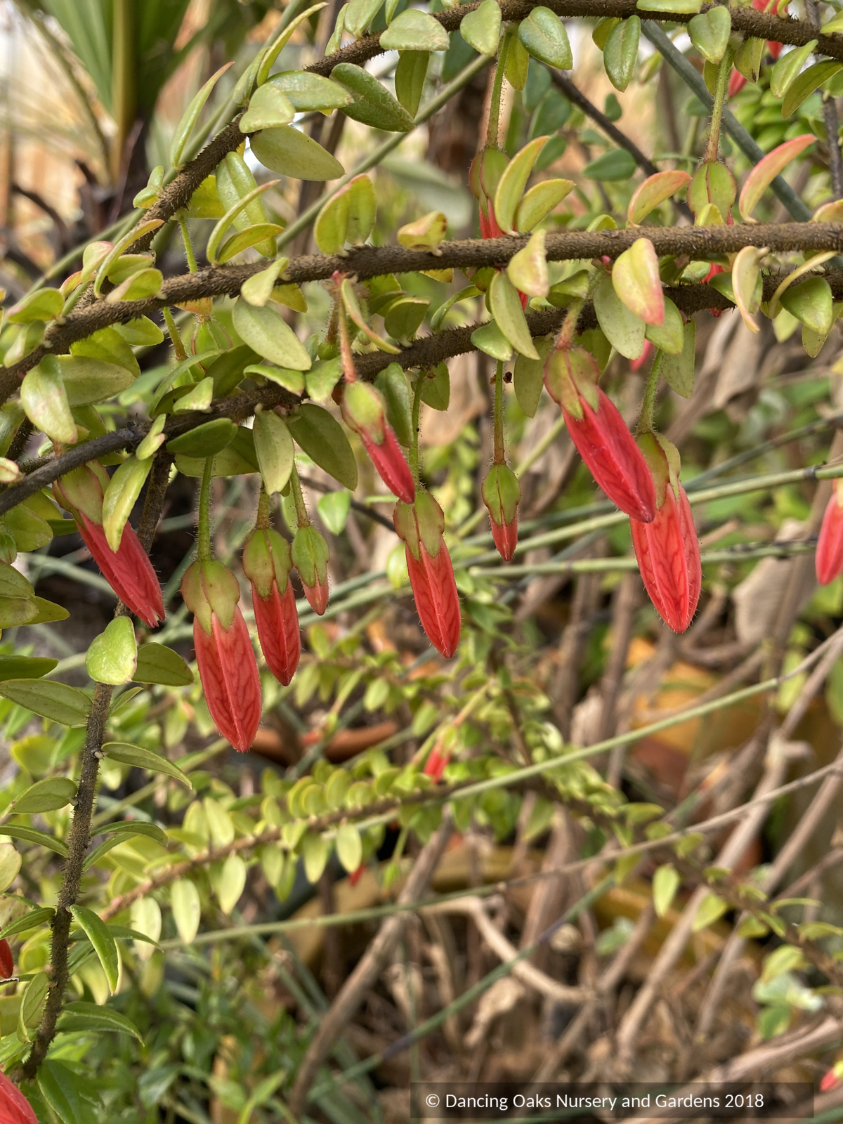Shrubs ~ Agapetes serpens SEH#15033 RSBG, Himalayan Lanterns ~ Dancing Oaks Nursery and Gardens ~ Retail Nursery ~ Mail Order Nursery