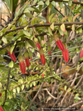 Shrubs ~ Agapetes serpens SEH#15033 RSBG, Himalayan Lanterns ~ Dancing Oaks Nursery and Gardens ~ Retail Nursery ~ Mail Order Nursery