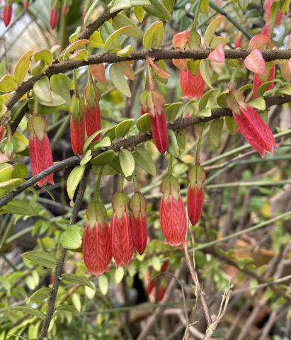 Shrubs ~ Agapetes serpens SEH#15033 RSBG, Himalayan Lanterns ~ Dancing Oaks Nursery and Gardens ~ Retail Nursery ~ Mail Order Nursery