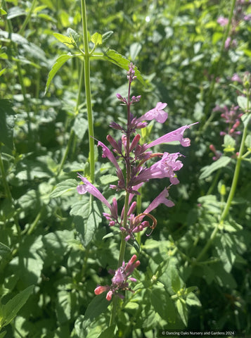 Perennials ~ Agastache Sunrise™ Salmon Pink, hummingbird mint or hyssop ~ Dancing Oaks Nursery and Gardens ~ Retail Nursery ~ Mail Order Nursery
