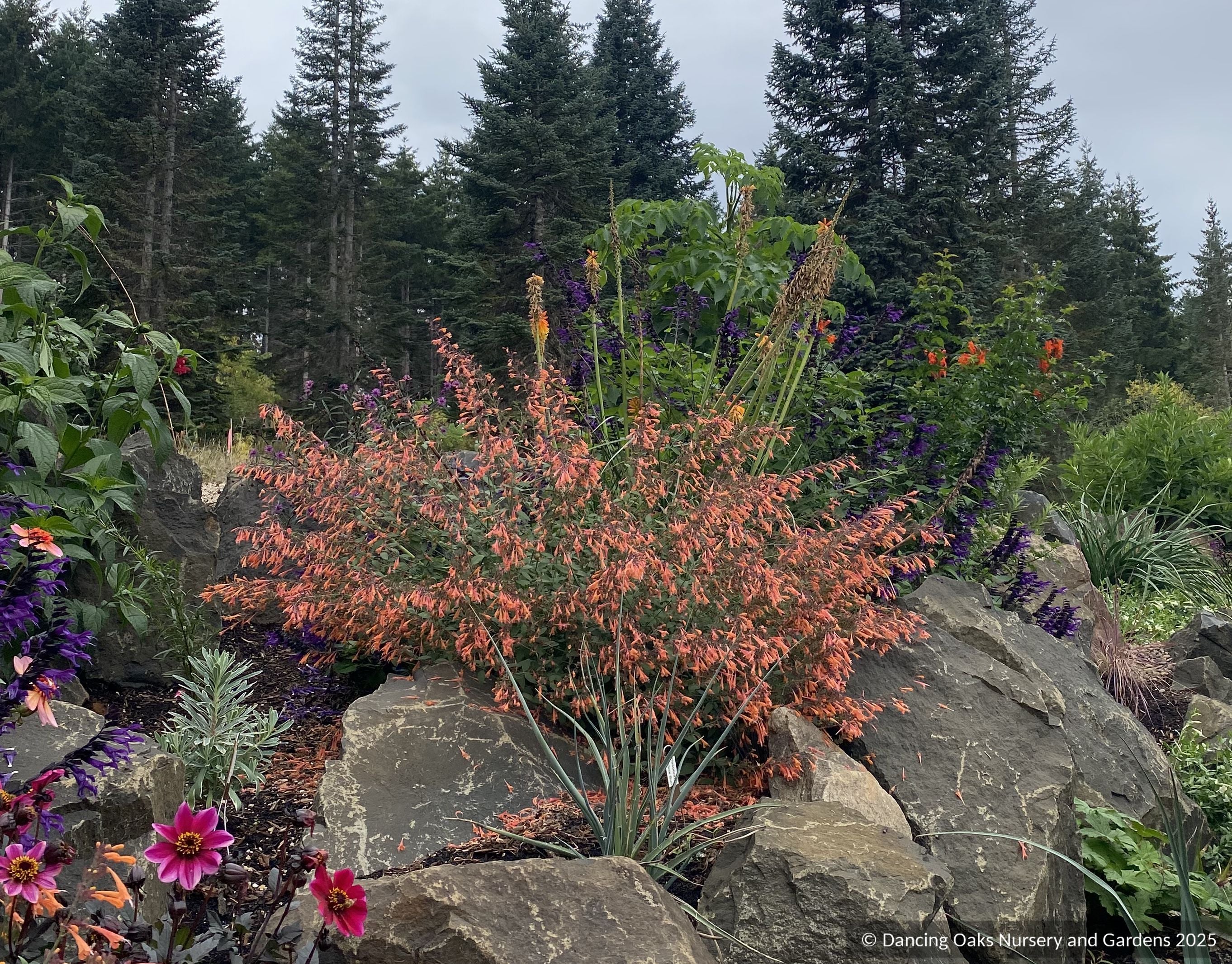 Agastache aurantiaca 'Apricot Sprite', Hummingbird Mint – Dancing