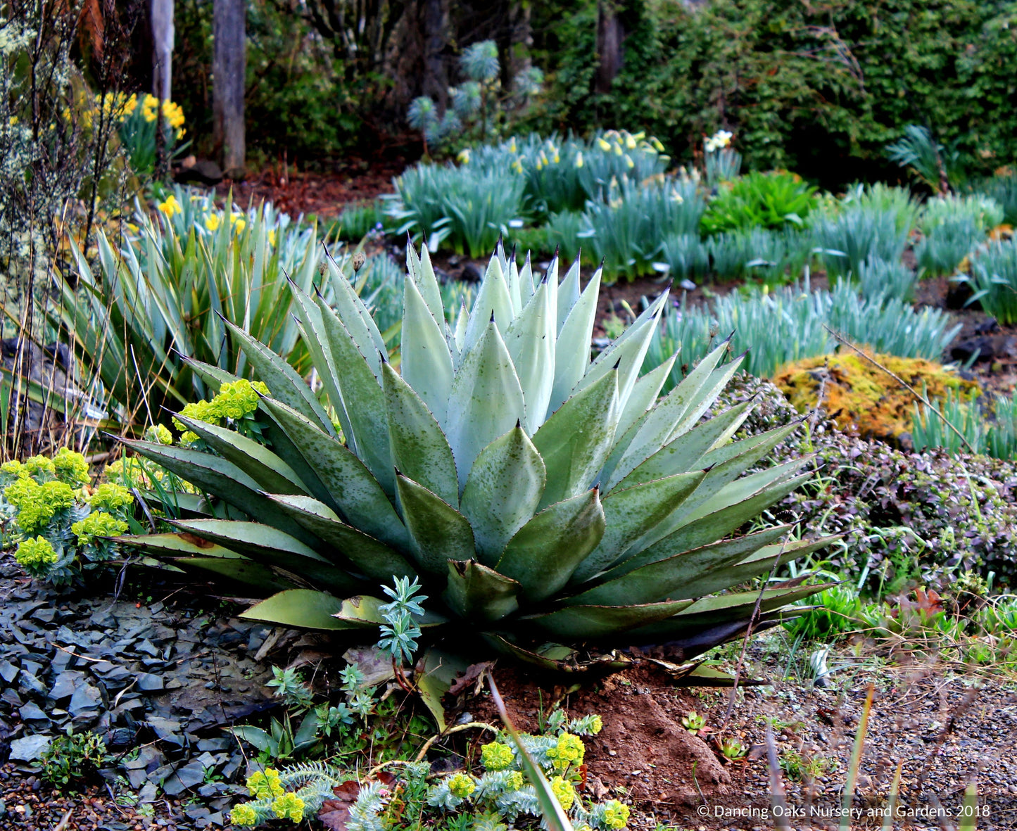 Perennials ~ Agave parryi, Parry's Agave ~ Dancing Oaks Nursery and Gardens ~ Retail Nursery ~ Mail Order Nursery
