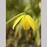 Bulbs & Tubers ~ Albuca shawii ~ Dancing Oaks Nursery and Gardens ~ Retail Nursery ~ Mail Order Nursery