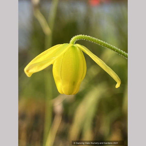 Bulbs & Tubers ~ Albuca shawii ~ Dancing Oaks Nursery and Gardens ~ Retail Nursery ~ Mail Order Nursery