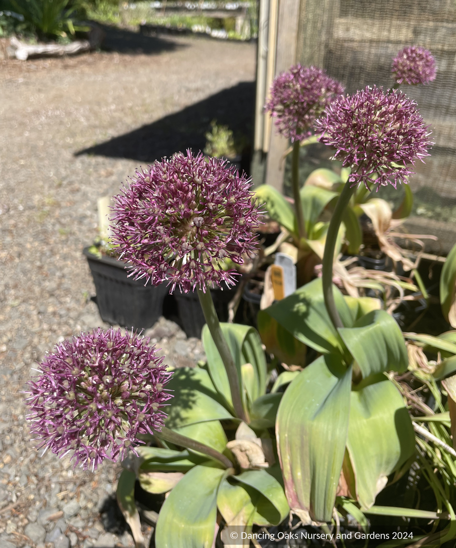 Allium 'Ostara'