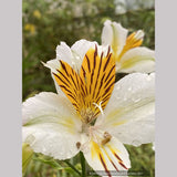 Perennials ~ Alstroemeria 'Apollo', Peruvian Lily ~ Dancing Oaks Nursery and Gardens ~ Retail Nursery ~ Mail Order Nursery