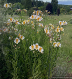 Perennials ~ Alstroemeria 'Apollo', Peruvian Lily ~ Dancing Oaks Nursery and Gardens ~ Retail Nursery ~ Mail Order Nursery