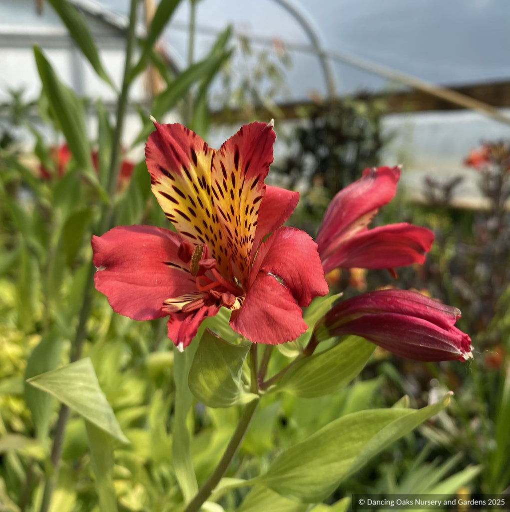 flower peruvian lily Alstroemeria 'Majestic Lire', Peruvian Lily