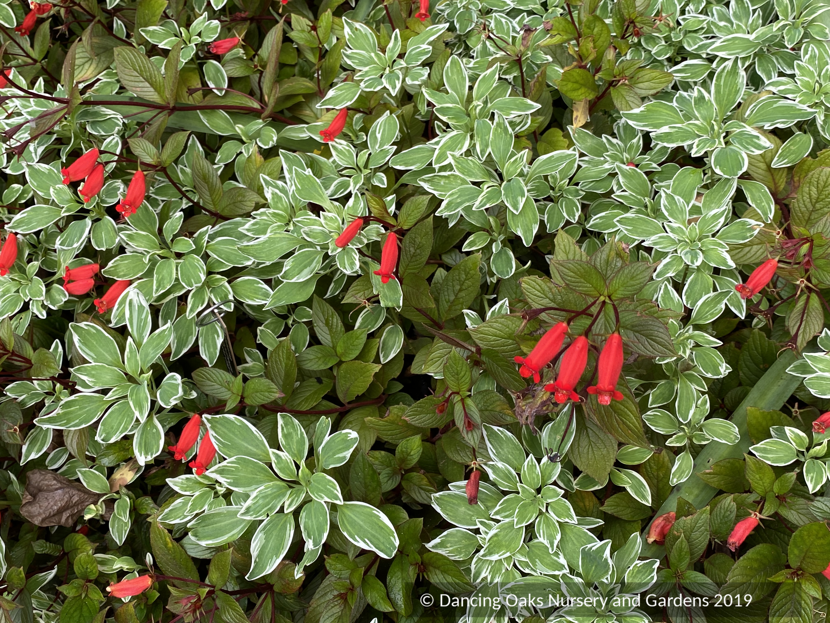 Alstroemeria_psittacina_Varieg