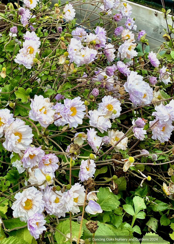 Anemone x hybrida 'Frilly Knickers', Japanese Anemone
