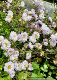 Perennials ~ Anemone 'Frilly Knickers, Wild Swan Windflower ~ Dancing Oaks Nursery and Gardens ~ Retail Nursery ~ Mail Order Nursery