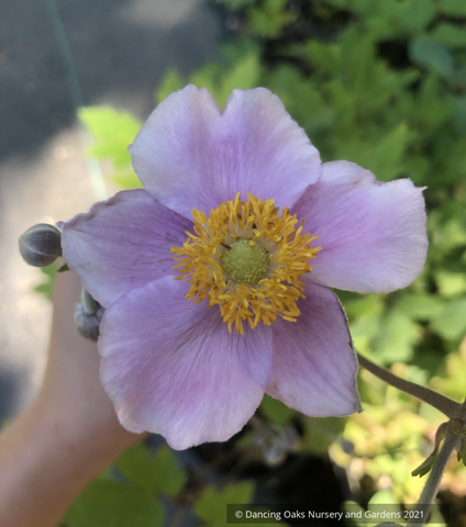 Anemone japonica hybrids, Japanese Anemone