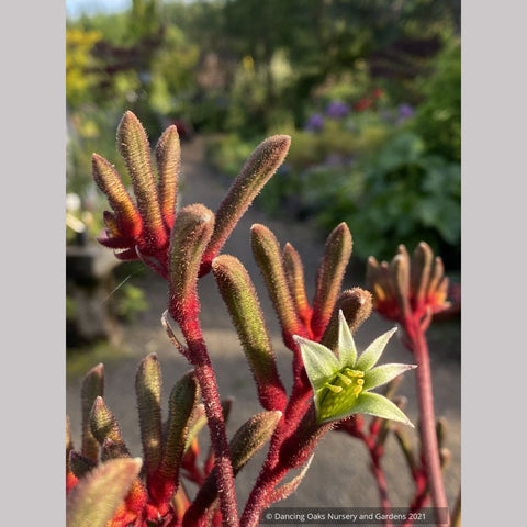 Anigozanthos x 'Regal Velvet', Kangaroo Paw