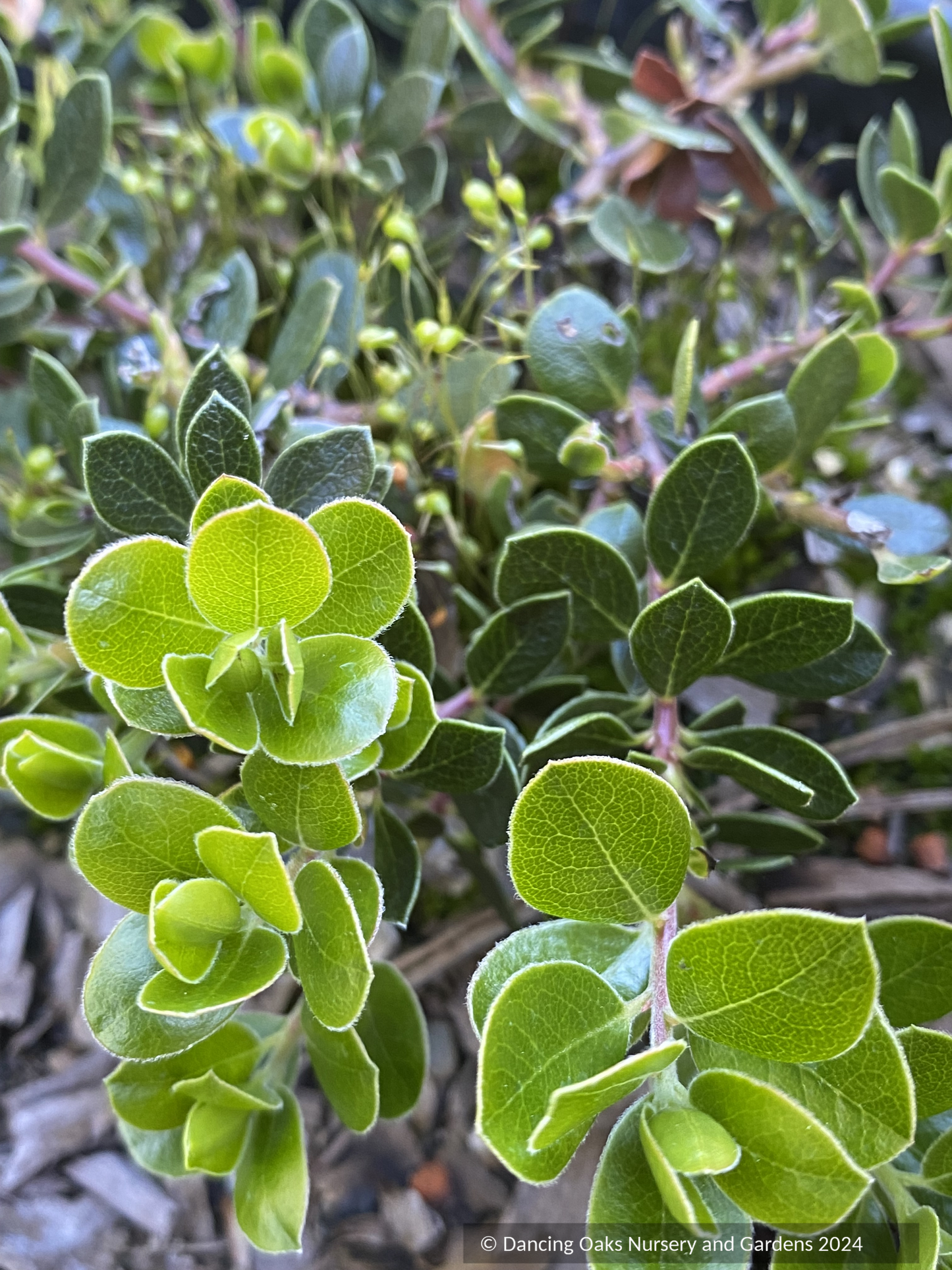 Shrubs ~ Arctostaphylos uva ursi 'Emerald Carpet', Kinnikinnick or Bearberry ~ Dancing Oaks Nursery and Gardens ~ Retail Nursery ~ Mail Order Nursery