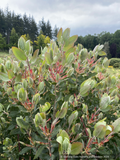 Shrubs ~ Arctostaphylos 'Red Ribbons' M25F, Manzanita ~ Dancing Oaks Nursery and Gardens ~ Retail Nursery ~ Mail Order Nursery