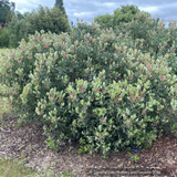 Shrubs ~ Arctostaphylos 'Red Ribbons' M25F, Manzanita ~ Dancing Oaks Nursery and Gardens ~ Retail Nursery ~ Mail Order Nursery