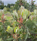 Shrubs ~ Arctostaphylos 'Red Ribbons' M25F, Manzanita ~ Dancing Oaks Nursery and Gardens ~ Retail Nursery ~ Mail Order Nursery
