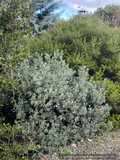 Shrubs ~ Arctostaphylos 'Tiller Azul' M25B, Manzanita ~ Dancing Oaks Nursery and Gardens ~ Retail Nursery ~ Mail Order Nursery
