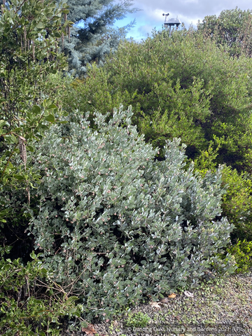 Shrubs ~ Arctostaphylos 'Tiller Azul' M25B, Manzanita ~ Dancing Oaks Nursery and Gardens ~ Retail Nursery ~ Mail Order Nursery