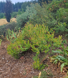 Shrubs ~ Arctostaphylos glauca 'Canyon Blush', Big Berry Manzanita ~ Dancing Oaks Nursery and Gardens ~ Retail Nursery ~ Mail Order Nursery