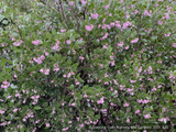 Shrubs ~ Arctostaphylos x 'Monica', Monica Manzanita ~ Dancing Oaks Nursery and Gardens ~ Retail Nursery ~ Mail Order Nursery