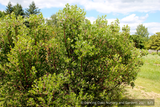Shrubs ~ Arctostaphylos x 'Monica', Monica Manzanita ~ Dancing Oaks Nursery and Gardens ~ Retail Nursery ~ Mail Order Nursery