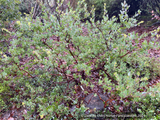 Shrubs ~ Arctostaphylos 'Lester Rowntree', Manzanita ~ Dancing Oaks Nursery and Gardens ~ Retail Nursery ~ Mail Order Nursery
