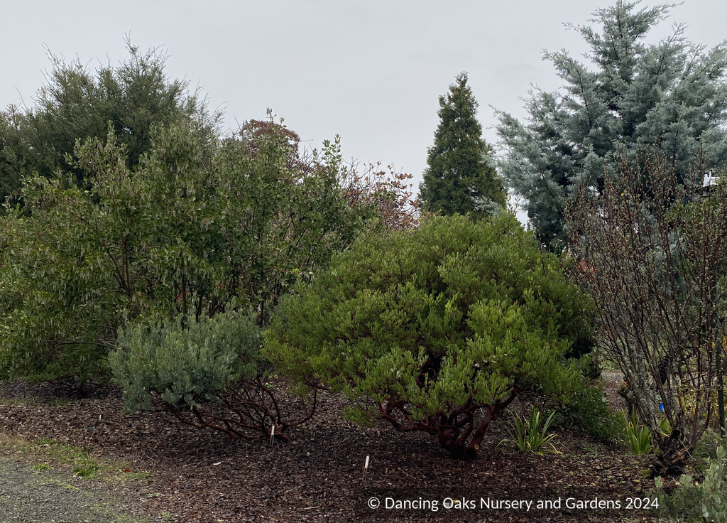 Arctostaphylos standfordiana 'Fred Oehler' SBH 7655