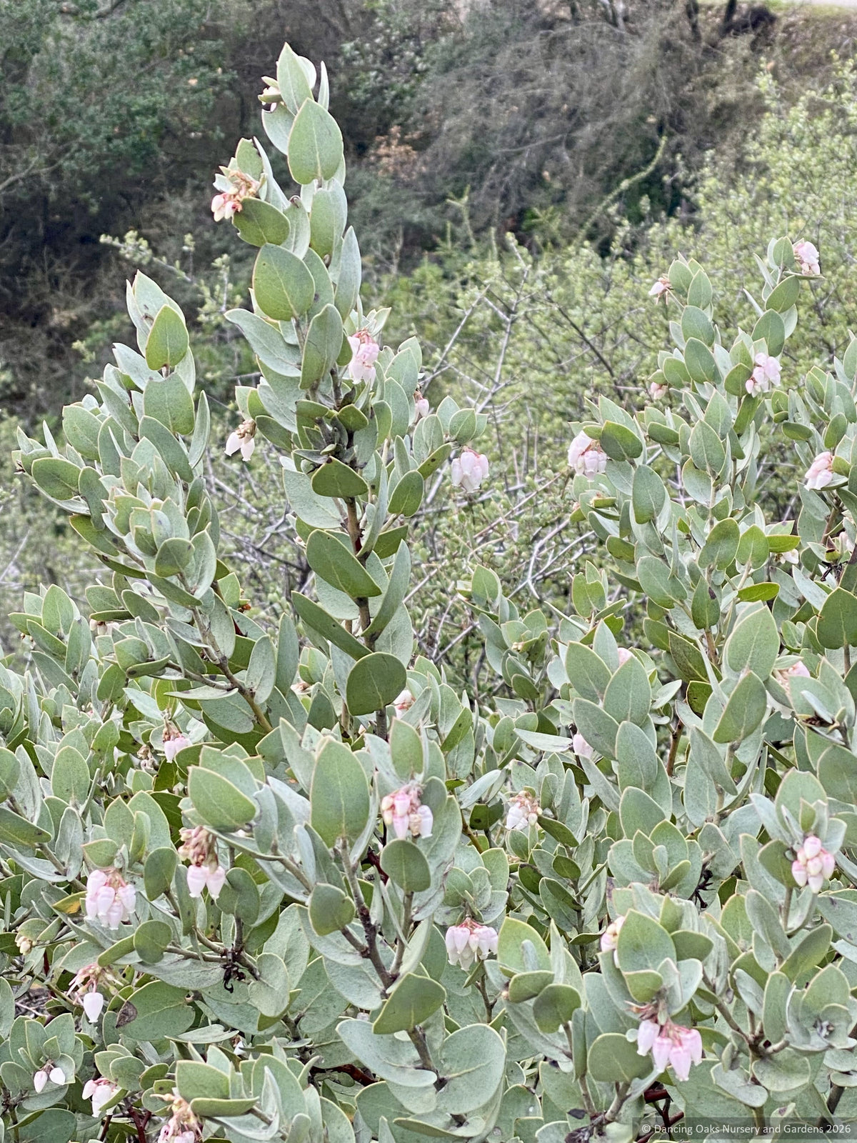 Arctostaphylos luciana 'Marshmallow Vibes' CA22-8, Santa Lucia Manzanita