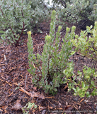 Shrubs ~Arctostaphylos CA21-58, Manzanita  ~ Dancing Oaks Nursery and Gardens ~ Retail Nursery ~ Mail Order Nursery