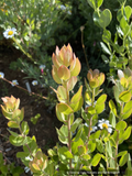 Shrubs ~Arctostaphylos CA21-58, Manzanita ~ Dancing Oaks Nursery and Gardens ~ Retail Nursery ~ Mail Order Nursery