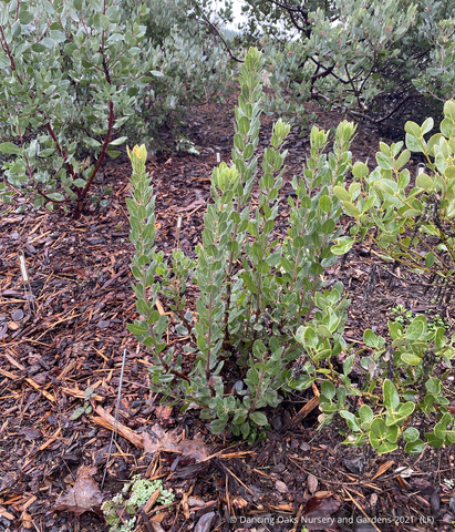Shrubs ~Arctostaphylos CA21-58, Manzanita  ~ Dancing Oaks Nursery and Gardens ~ Retail Nursery ~ Mail Order Nursery