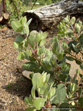 Shrubs ~ Arctostaphylos 'ECT Blue Fuzzy', Manzanita ~ Dancing Oaks Nursery and Gardens ~ Retail Nursery ~ Mail Order Nursery