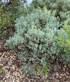 Shrubs ~ Arctostaphylos 'ECT Blue Fuzzy', Manzanita ~ Dancing Oaks Nursery and Gardens ~ Retail Nursery ~ Mail Order Nursery