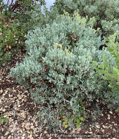 Shrubs ~ Arctostaphylos 'ECT Blue Fuzzy', Manzanita ~ Dancing Oaks Nursery and Gardens ~ Retail Nursery ~ Mail Order Nursery