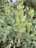 Shrubs ~ Arctostaphylos 'ECT Blue Fuzzy', Manzanita ~ Dancing Oaks Nursery and Gardens ~ Retail Nursery ~ Mail Order Nursery