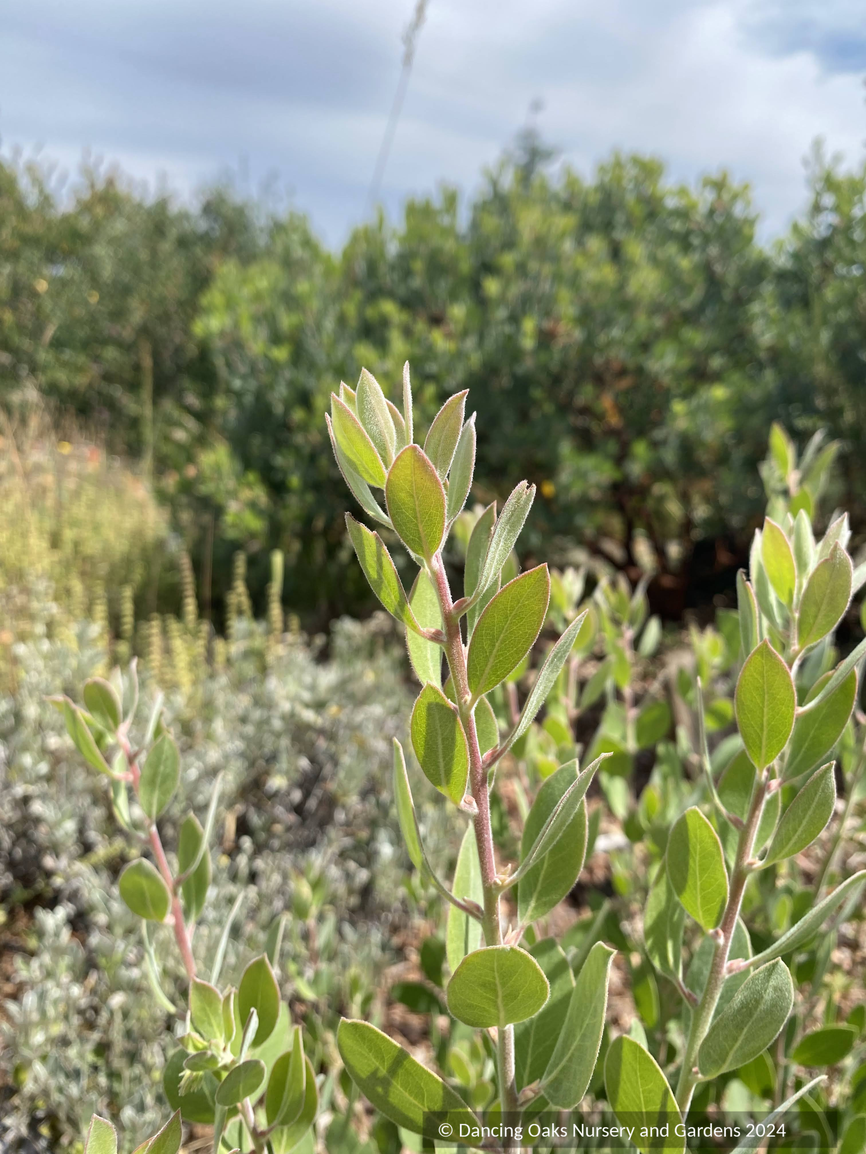 Shrubs ~ Arctostaphylos 'La Panza', Manzanita ~ Dancing Oaks Nursery and Gardens ~ Retail Nursery ~ Mail Order Nursery