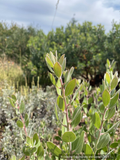 Shrubs ~ Arctostaphylos 'La Panza', Manzanita ~ Dancing Oaks Nursery and Gardens ~ Retail Nursery ~ Mail Order Nursery
