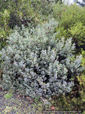 Shrubs ~ Arctostaphylos 'Tiller Azul' M25B, Manzanita ~ Dancing Oaks Nursery and Gardens ~ Retail Nursery ~ Mail Order Nursery