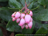 Shrubs ~ Arctostaphylos 'Port Angeles', Manzanita ~ Dancing Oaks Nursery and Gardens ~ Retail Nursery ~ Mail Order Nursery