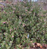 Shrubs ~ Arctostaphylos RSABG 18273, Manzanita ~ Dancing Oaks Nursery and Gardens ~ Retail Nursery ~ Mail Order Nursery