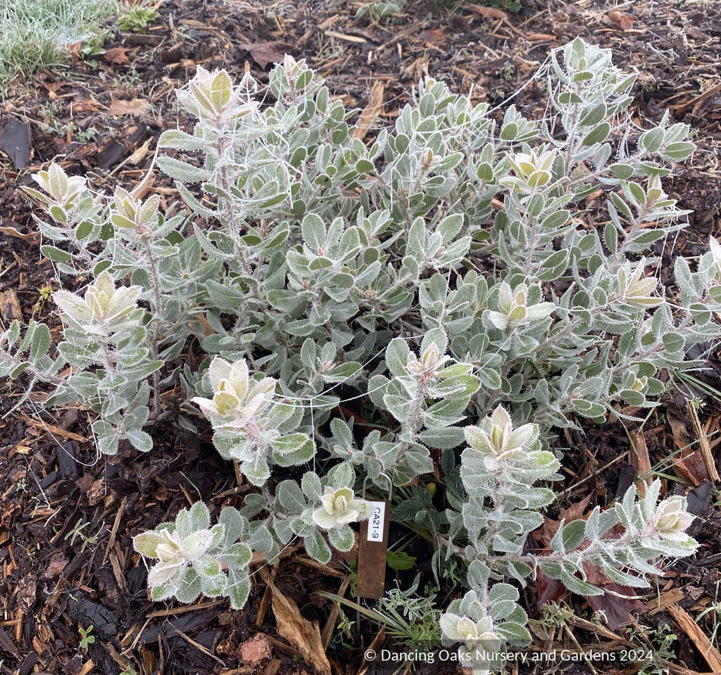 Arctostaphylos nortensis 'Silver Cup' CA21-9, Del Norte Manzanita