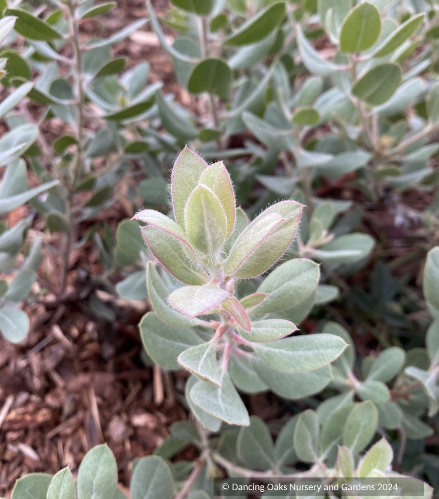 Arctostaphylos nortensis 'Silver Cup' CA21-9, Del Norte Manzanita
