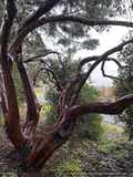 Shrubs ~ Arctostaphylos manzanita 'St. Helena', Manzanita ~ Dancing Oaks Nursery and Gardens ~ Retail Nursery ~ Mail Order Nursery