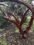 Shrubs ~ Arctostaphylos manzanita 'St. Helena', Manzanita ~ Dancing Oaks Nursery and Gardens ~ Retail Nursery ~ Mail Order Nursery