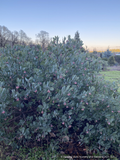 Shrubs ~ Arctostaphylos 'Strawberry Pearls' M25C, Manzanita ~ Dancing Oaks Nursery and Gardens ~ Retail Nursery ~ Mail Order Nursery