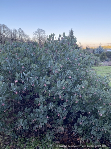 Shrubs ~ Arctostaphylos 'Strawberry Pearls' M25C, Manzanita ~ Dancing Oaks Nursery and Gardens ~ Retail Nursery ~ Mail Order Nursery